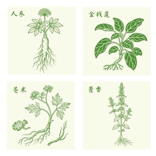 藿香人参金线莲苍术中药材