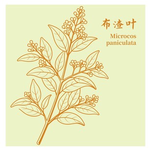 布渣叶植物插画展示