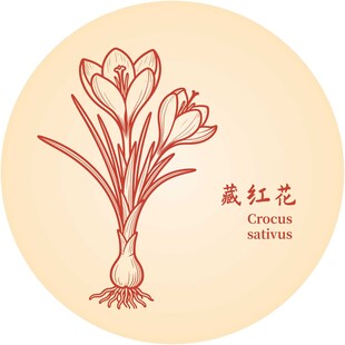 藏红花插画图案展示