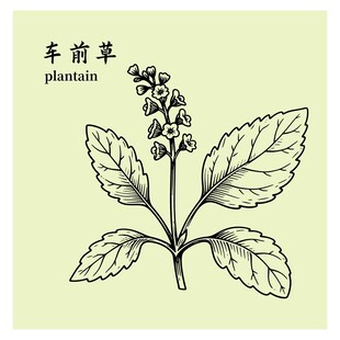 车前草植物手绘插画