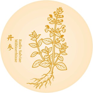 丹参草药植物插画