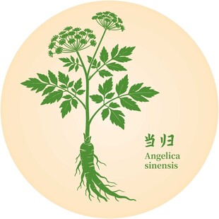 当归植物图示