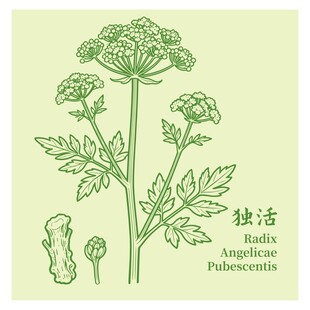 独活植物线描图