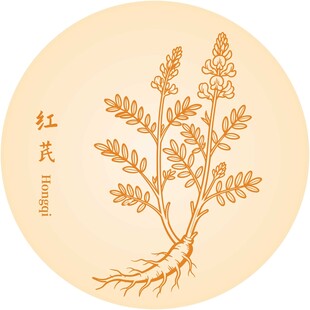 手绘红芪植物图