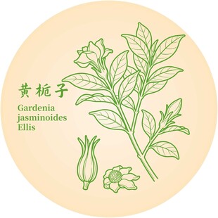 黄栀子植物插画