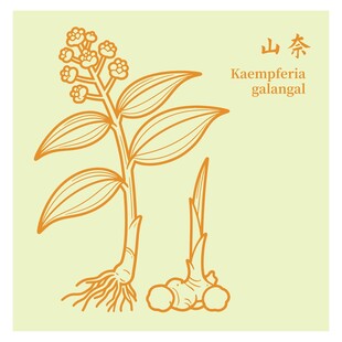 山奈植物插画图