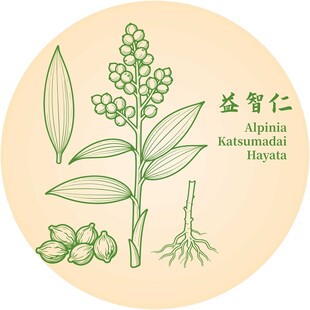 益智仁植物图示