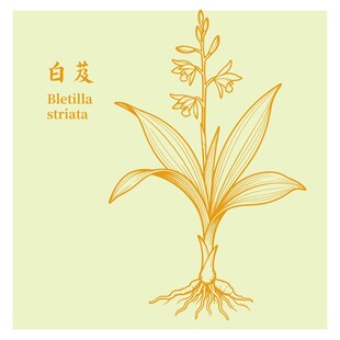 白芨植物线描图