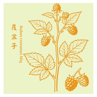 手绘覆盆子植物插画