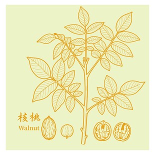 核桃植物图示