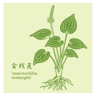 金线莲植物图示