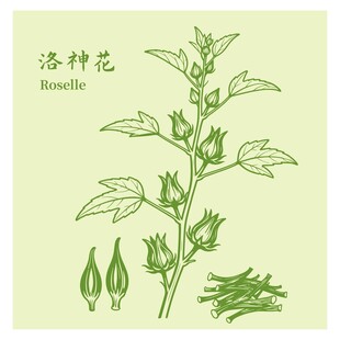 洛神花植物形态图示