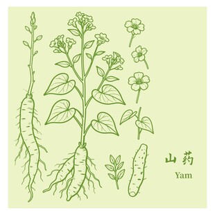 山药植株形态手绘图示