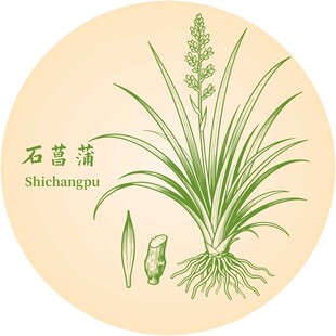 石菖蒲植物图示