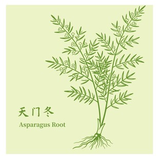 天门冬植物插画