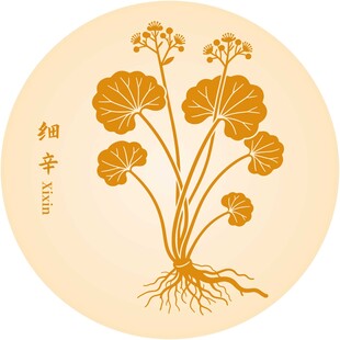 手绘细辛中药材