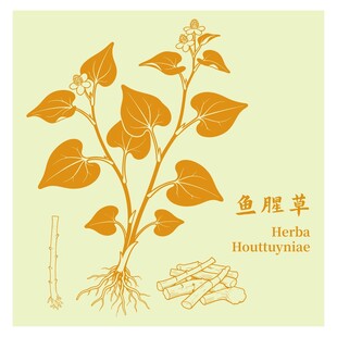 鱼腥草植物插画