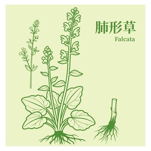肺形草植物插画图