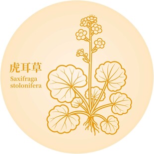 金色手绘虎耳草图案