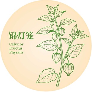 锦灯笼植物插画