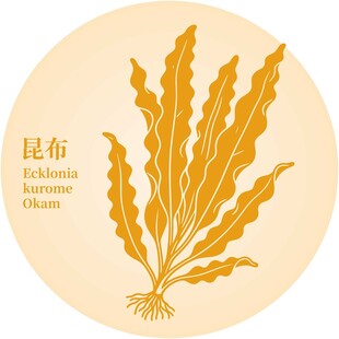 昆布植物插画