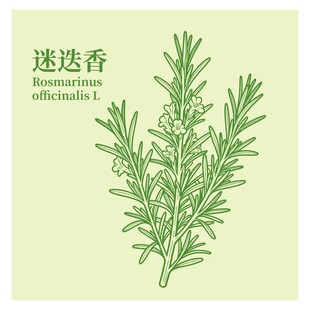 迷迭香插画