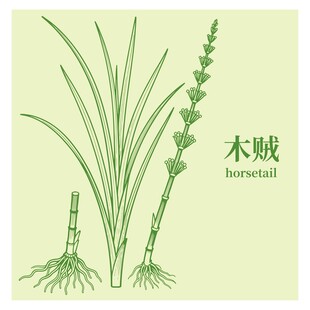 木贼植物图示