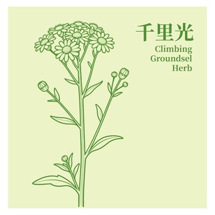 千里光植物线描图