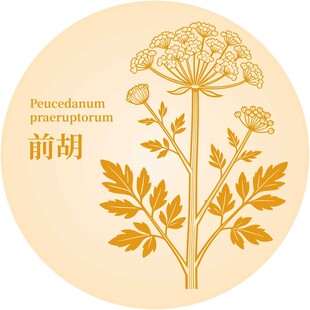 前胡植物插画图案展示