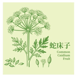 蛇床子植物插画