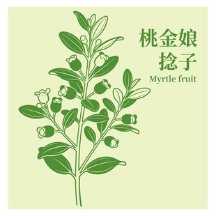 桃金娘捻子植物插画