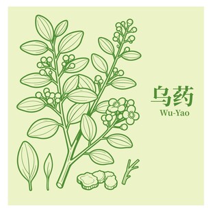 乌药植物线条图