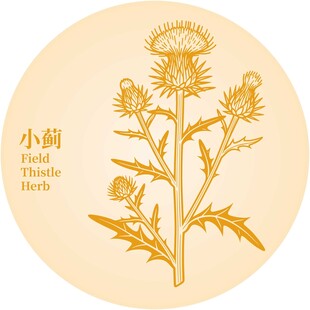 小蓟植物手绘图案