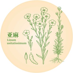 亚麻植物插画图案