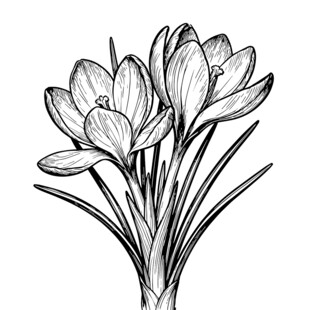 番红花 线稿矢量图