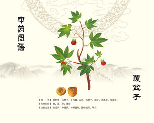 中药覆盆子插画展示