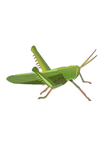 手绘蝗虫免扣