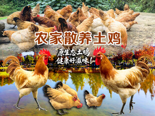 农家散养土鸡