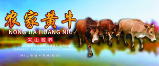 农家黄牛