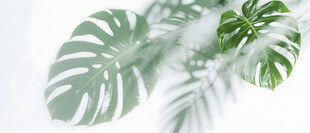 雾气磨砂膜效果绿植贴图