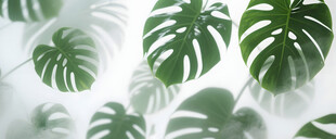 雾气磨砂膜效果绿植贴图