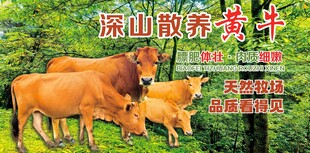 黄牛展板