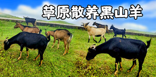草原散养黑山羊