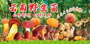 云南野生菌