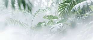 雾气磨砂膜效果绿植贴图