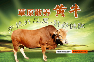 草原散养黄牛