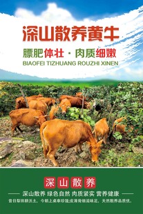 深山散养黄牛