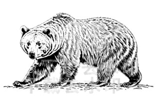 矢量手绘线描黑熊图