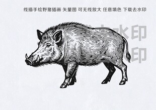 手绘线描矢量野猪