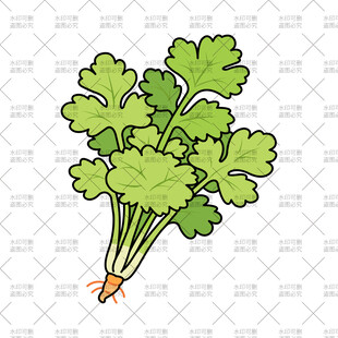 新鲜香菜插画